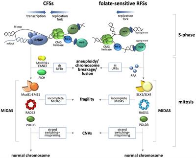 Common Threads: Aphidicolin-Inducible and Folate-Sensitive Fragile Sites in the Human Genome